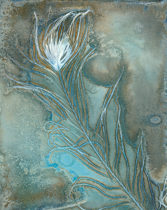 wet cyanotype jo stephen