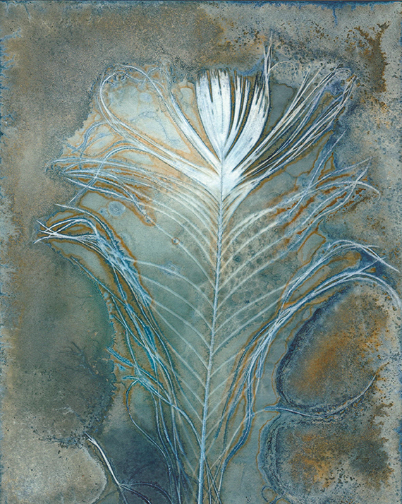 wet cyanotype jo stephen