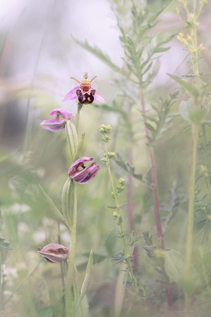 jo stephen photography