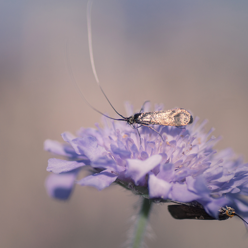 jo stephen photography