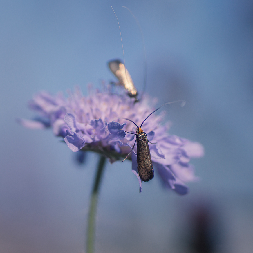 jo stephen photography