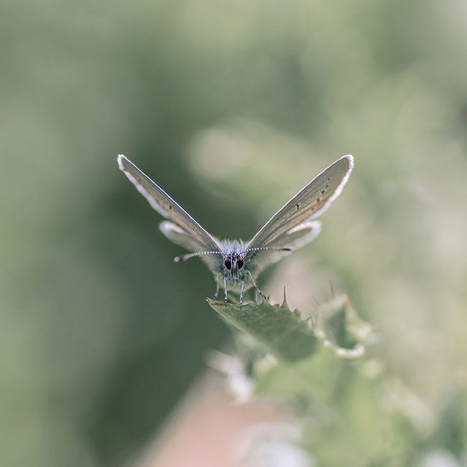 jo stephen photography