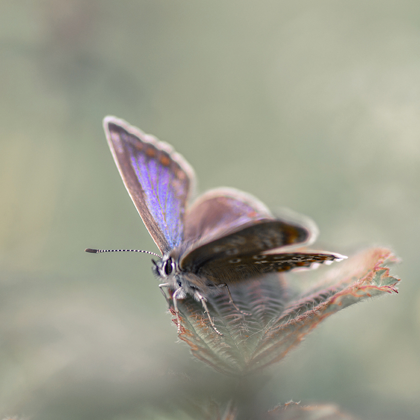 jo stephen photography