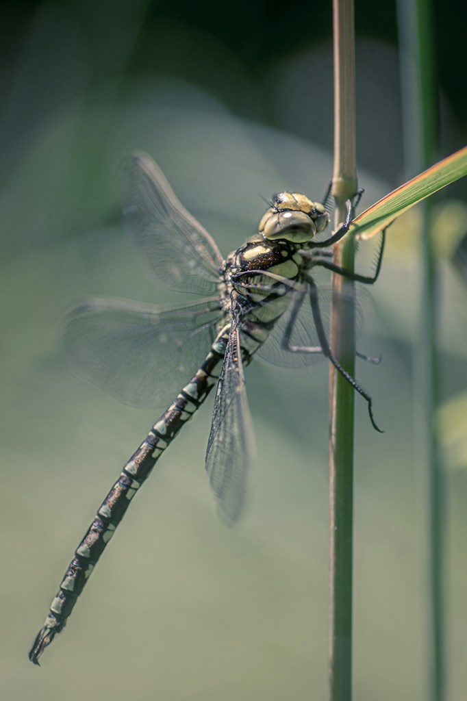 jo stephen photography