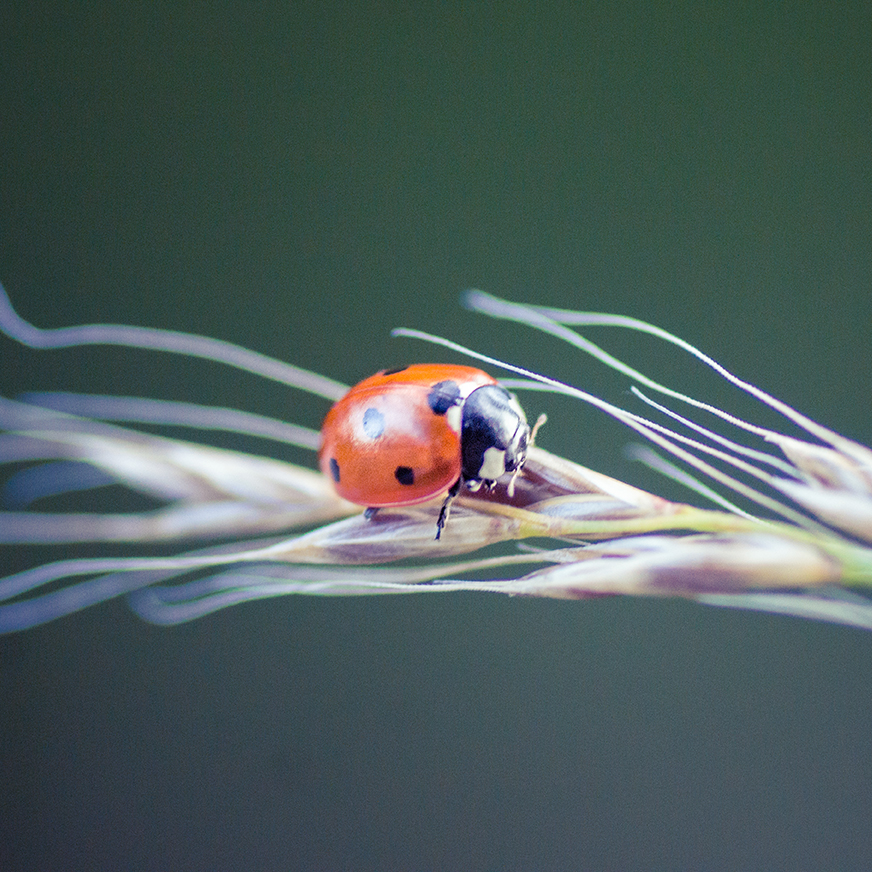 jo stephen photography