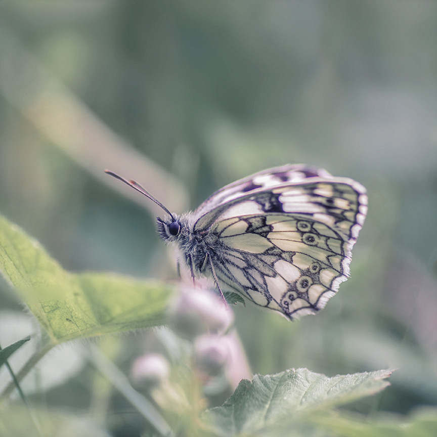 jo stephen photography