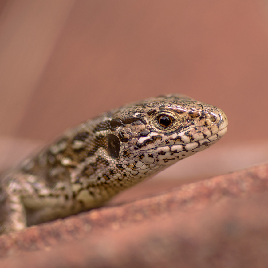 jo stephen photography