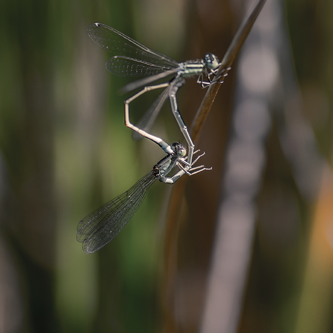 jo stephen photography