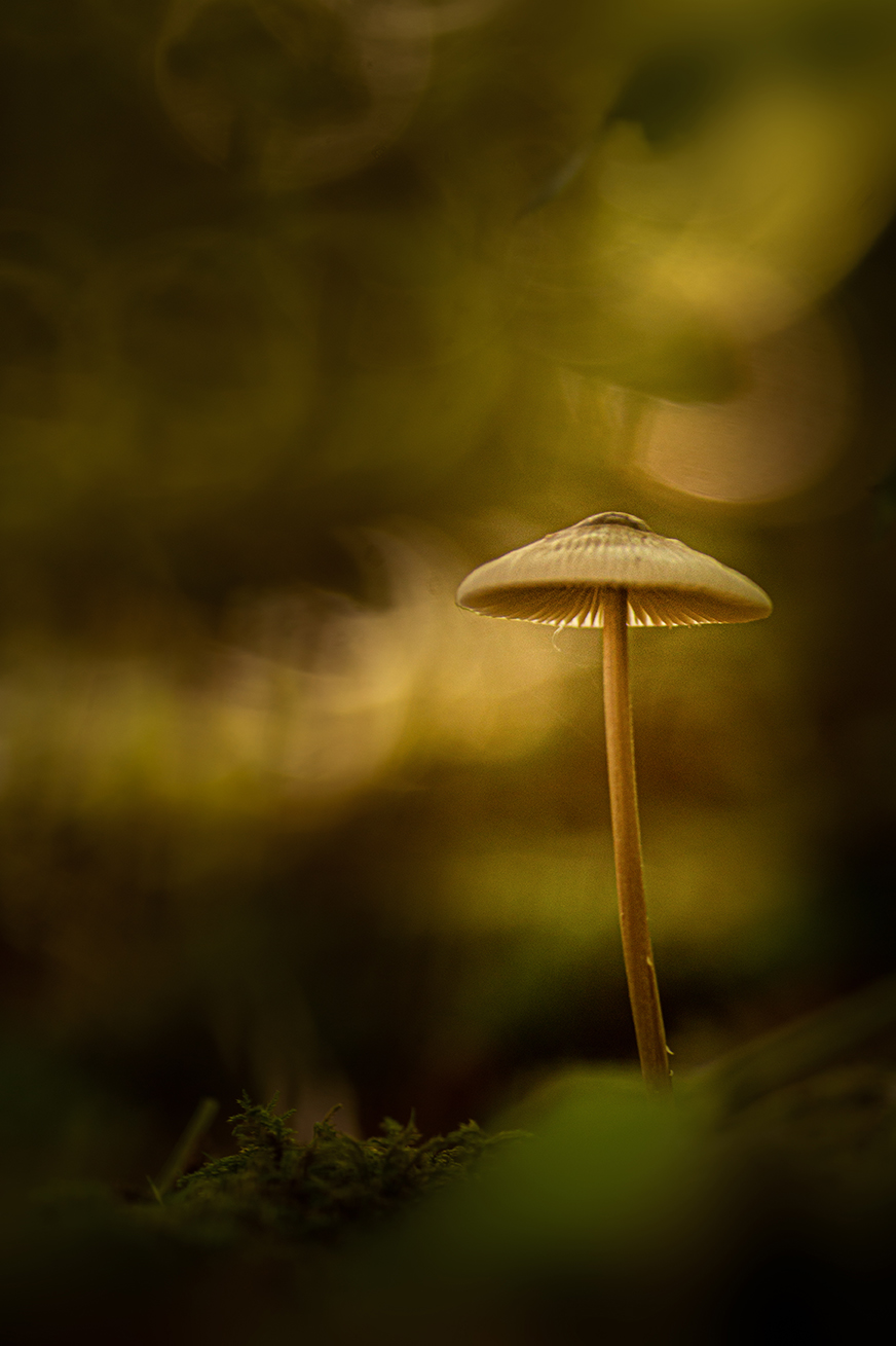 jo stephen photography