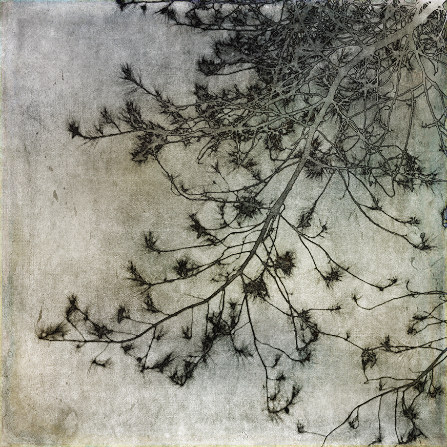 jo stephen tree photogrpahy