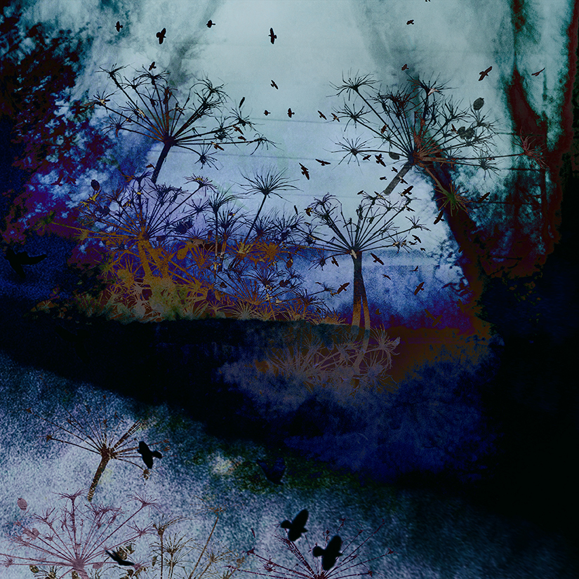 jo stephen nature photography