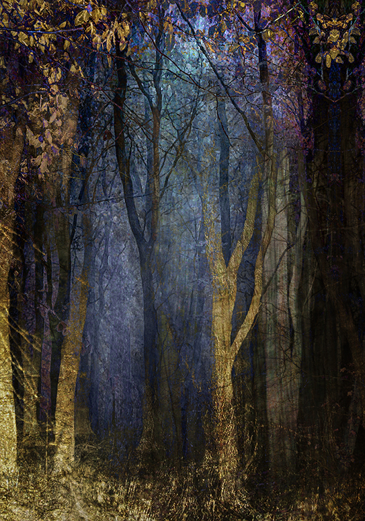 jo stephen nature photography