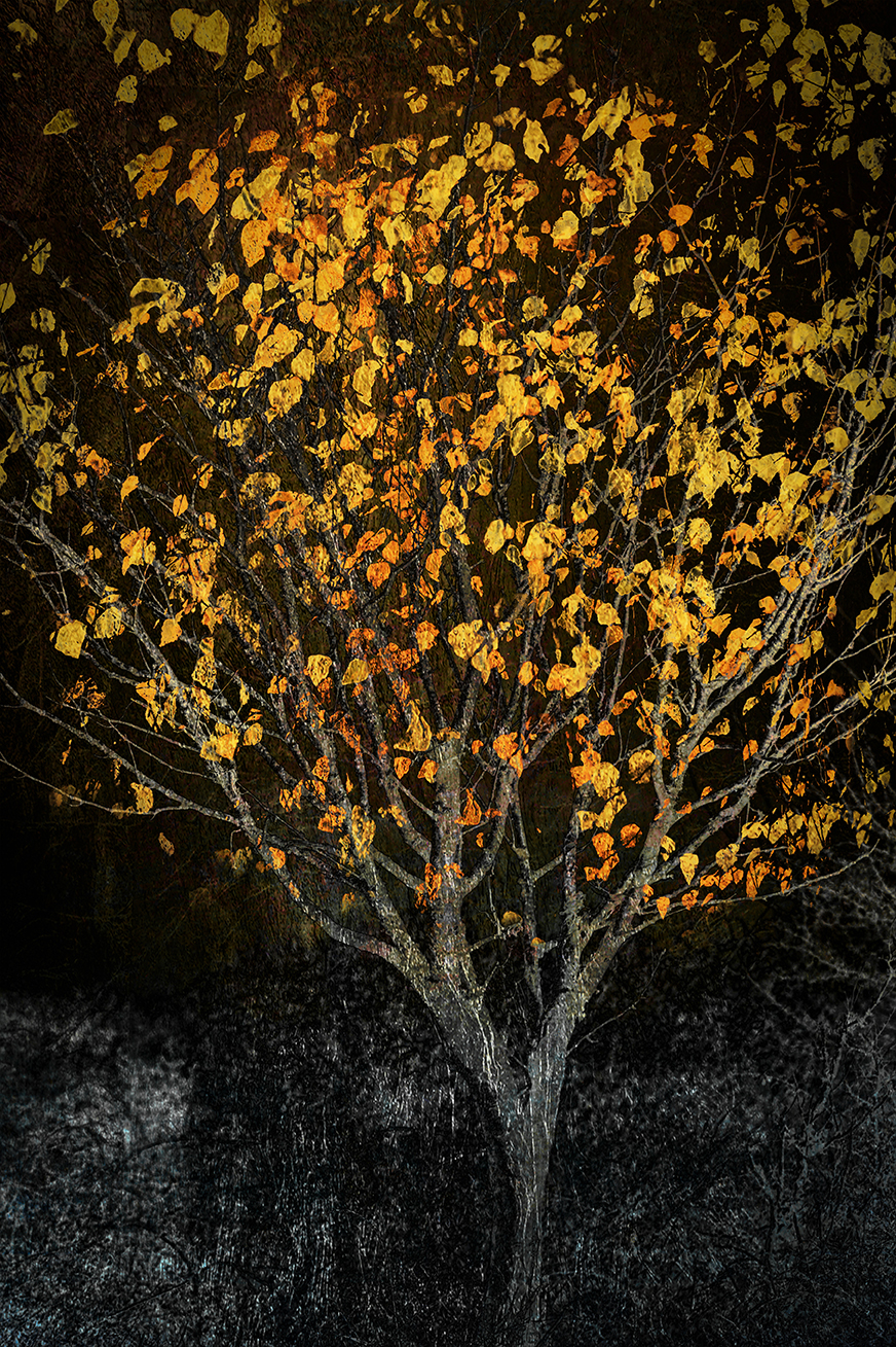 jo stephen gold tree photography