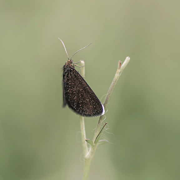 jo stephen photography