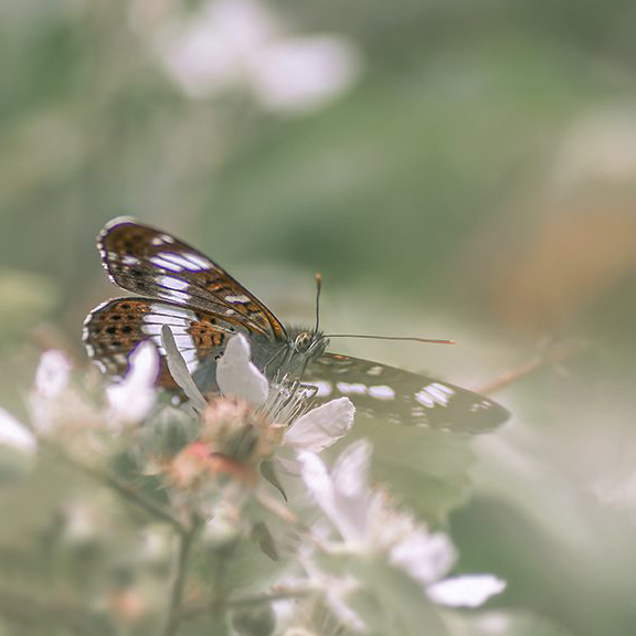 jo stephen photography