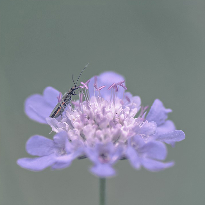 jo stephen photography