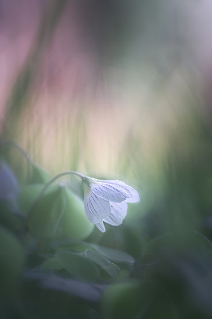 wood sorrel jo stephen