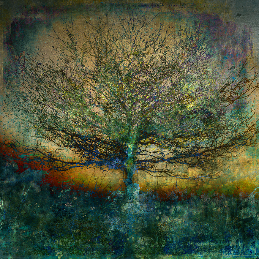 jo stephen abstract tree oak