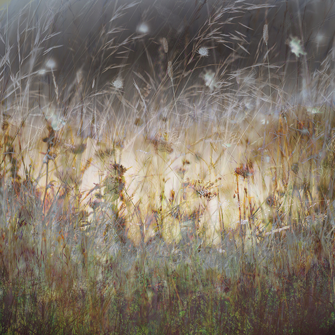 jo stephen meadow flowers grasses chalk