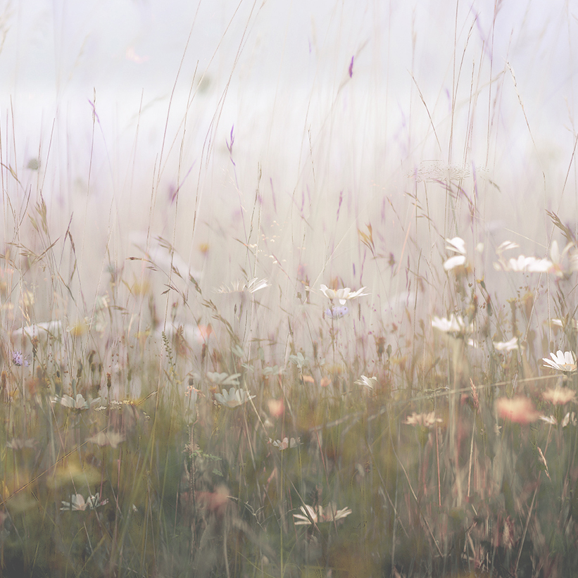 jo stephen chalk grassland