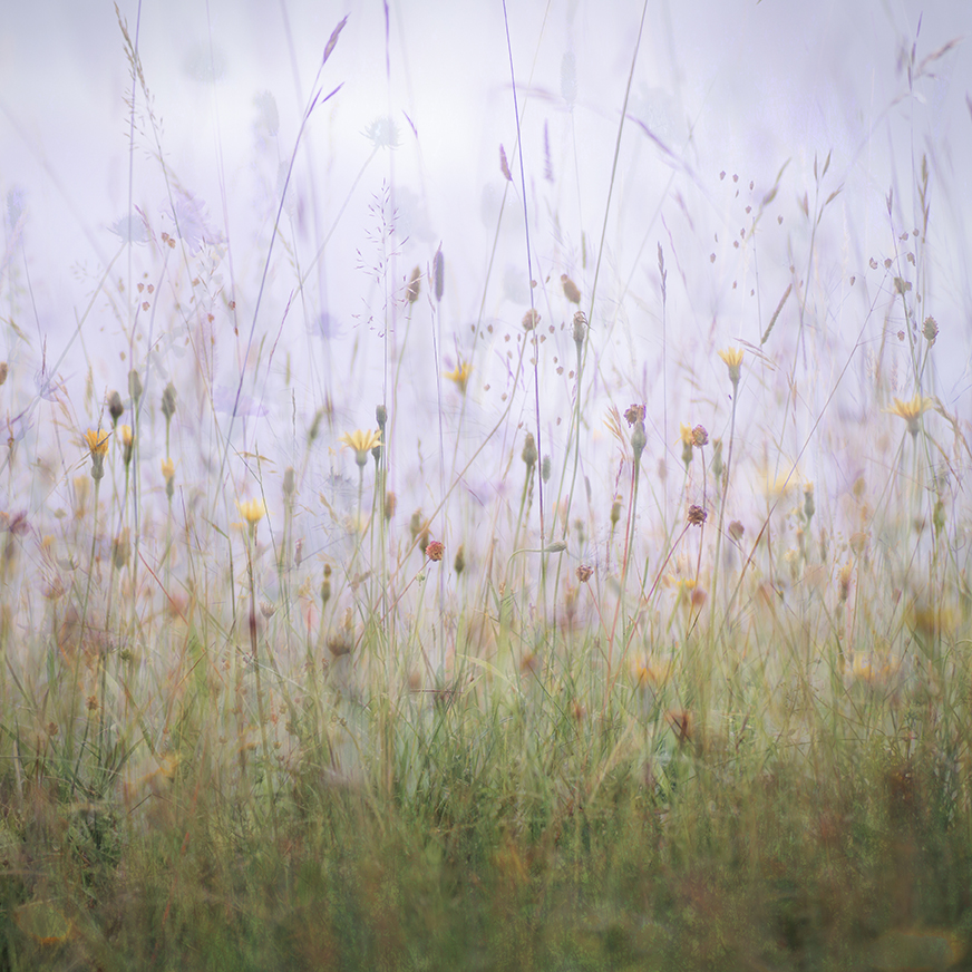 jo stephen chalk grassland