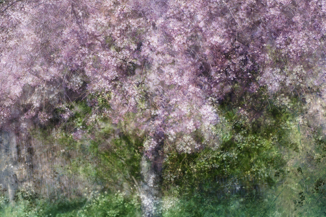 Sakura – Jo Stephen Photography